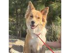 Adopt Lola a Golden Retriever, Border Collie