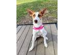 Adopt Girdy a Australian Cattle Dog / Blue Heeler, Labrador Retriever