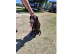 Adopt Sunfish (Daisy) a Pointer, Mixed Breed