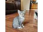 Adopt Shungnak a Domestic Short Hair