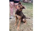 Adopt Deja a American Staffordshire Terrier, German Shepherd Dog
