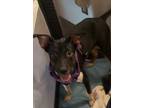 Adopt Reba a Shepherd, Mixed Breed