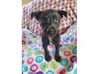Adopt Mina a Mixed Breed