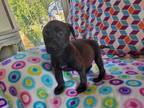 Adopt Prim a Mixed Breed