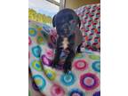 Adopt Roo a Mixed Breed