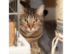 Adopt Lucy a Domestic Short Hair