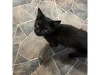 Adopt Miss Puff a Domestic Short Hair