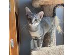 Adopt Doris a Domestic Short Hair