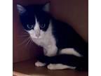 Adopt Gracie a Domestic Short Hair