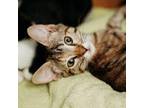 Adopt Amber a Domestic Short Hair