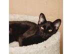 Adopt Penelope a Domestic Short Hair