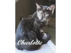 Adopt Charlotte a Tortoiseshell, Domestic Short Hair