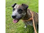 Adopt Lili a Australian Cattle Dog / Blue Heeler, Catahoula Leopard Dog