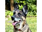 Adopt Meeko T a German Shepherd Dog
