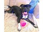 Adopt XP Kyla - Chester, NJ a Boxer, Labrador Retriever