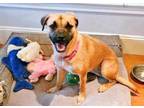 Adopt XP Sugar - Chester, NJ a Boxer, Labrador Retriever