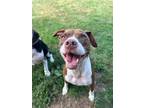 Adopt Harley a Pit Bull Terrier