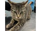 Adopt Leilani a Domestic Short Hair