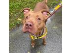 Adopt Tessa a Pit Bull Terrier