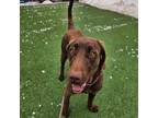 Adopt Abba Humbracht a Chocolate Labrador Retriever