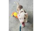 Adopt Piper a Terrier, Mixed Breed