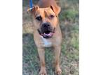 Adopt HENLEY a Black Mouth Cur, Mixed Breed