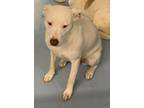 Adopt Lady a Australian Cattle Dog / Blue Heeler