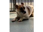 Adopt Stormy a Australian Cattle Dog / Blue Heeler