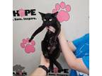 Adopt Nancy a Bombay, Domestic Short Hair