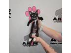 Adopt Yancey a American Shorthair, Domestic Short Hair