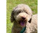 Adopt HAZEL a Poodle