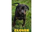 Adopt Clover a Rottweiler, American Bully