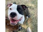Adopt Gigi a American Staffordshire Terrier, Pit Bull Terrier