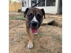 Adopt Ginger a Pit Bull Terrier, American Staffordshire Terrier
