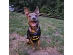 Adopt Corki a Mixed Breed