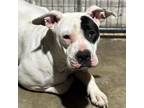 Adopt Diamond CFS 240064753 a Pit Bull Terrier