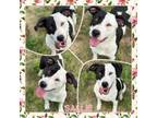 Adopt Sallie CFS 240063257_2 a Pit Bull Terrier