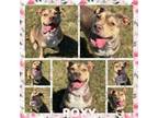 Adopt Roxy CFS 240063646 a Pit Bull Terrier