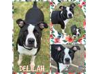 Adopt Delilah CFS 240064046 a Pit Bull Terrier