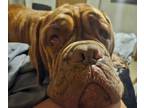 Adopt Puddin a Dogue de Bordeaux