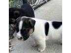 Adopt Moo-Cow a Pit Bull Terrier