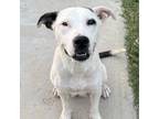 Adopt Mimi a Pit Bull Terrier