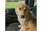 Adopt FOXY a Australian Shepherd, Mixed Breed