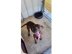 Adopt Darla a Great Dane, Mixed Breed