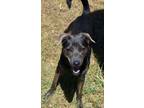Adopt oakley a Shepherd, Mixed Breed