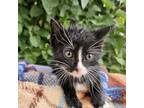 Adopt Apache a Domestic Short Hair