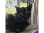 Adopt Aerial a Domestic Short Hair
