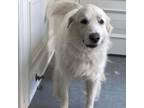 Adopt Busy a Great Pyrenees