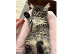 Adopt Jinx a Domestic Medium Hair