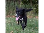 Adopt Hershey a Border Collie, Mixed Breed
